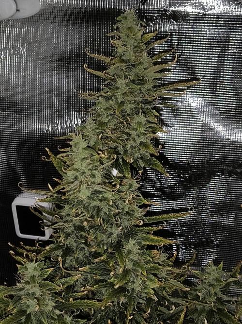 Glue Gelato Auto (Barney's Farm). Week 10