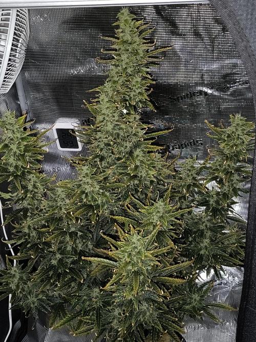 Glue Gelato Auto (Barney's Farm). Week 10