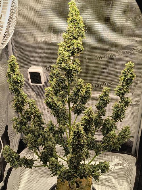 Glue Gelato Auto (Barney's Farm). Week 10