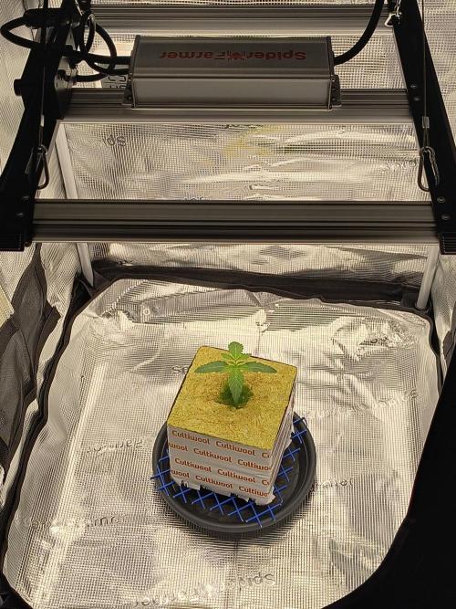 Cookie Casket (Doja-Barney's collab). Week 1