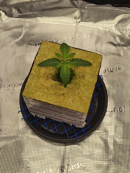 Cookie Casket (Doja-Barney's collab). Week 1