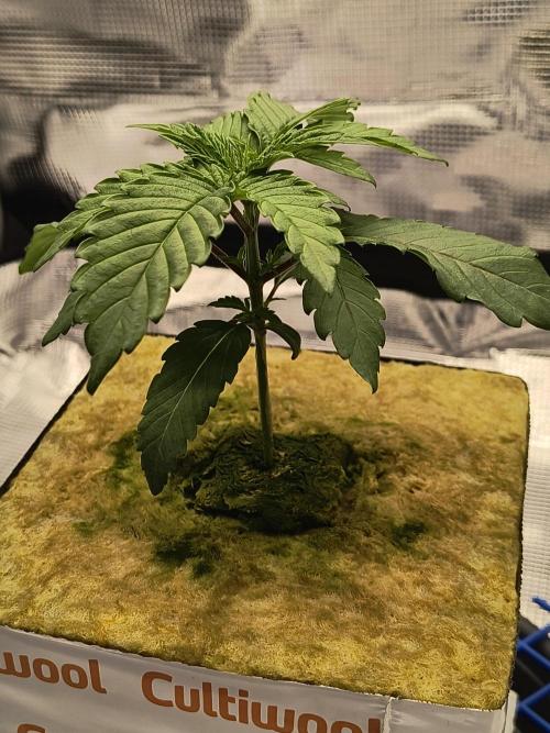 Cookie Casket (Doja-Barney's collab). Week 2