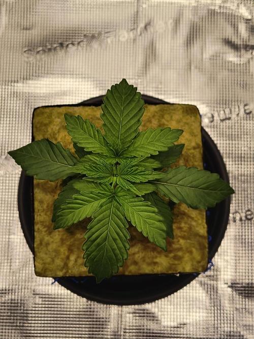 Cookie Casket (Doja-Barney's collab). Week 2