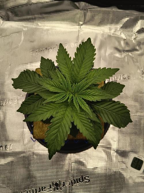 Cookie Casket (Doja-Barney's collab). Week 3 - Before topping, week 3.