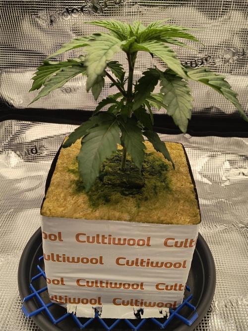 Cookie Casket (Doja-Barney's collab). Week 3