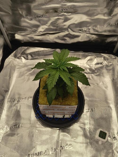 Cookie Casket (Doja-Barney's collab). Week 3