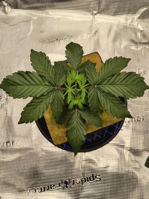 Cookie Casket (Doja-Barney's collab). Week 3 - After topping, week 3.