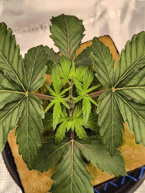 Grow Tent 2'x2' (70x70x160cm). Week 3