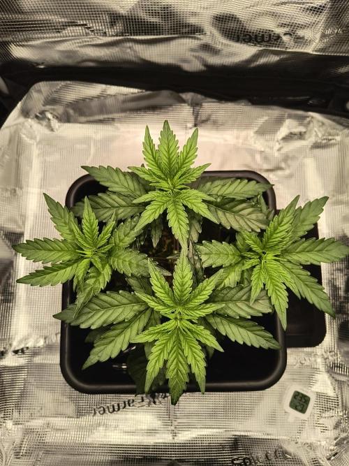 Cookie Casket (Doja-Barney's collab). Week 4