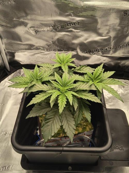 Cookie Casket (Doja-Barney's collab). Week 4