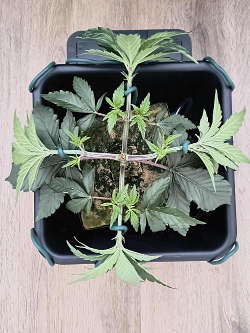 Cookie Casket (Doja-Barney's collab). Week 4