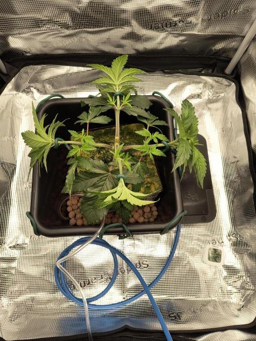 Cookie Casket (Doja-Barney's collab). Week 4