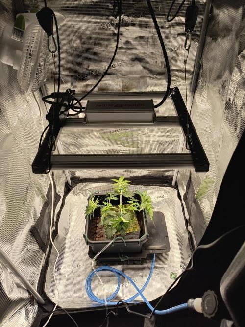 Grow Tent 2'x2' (70x70x160cm). Week 4