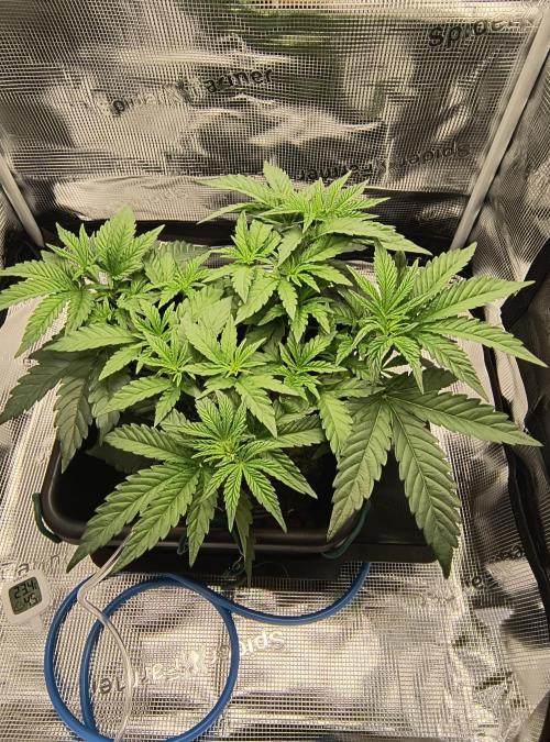 Cookie Casket (Doja-Barney's collab). Week 5