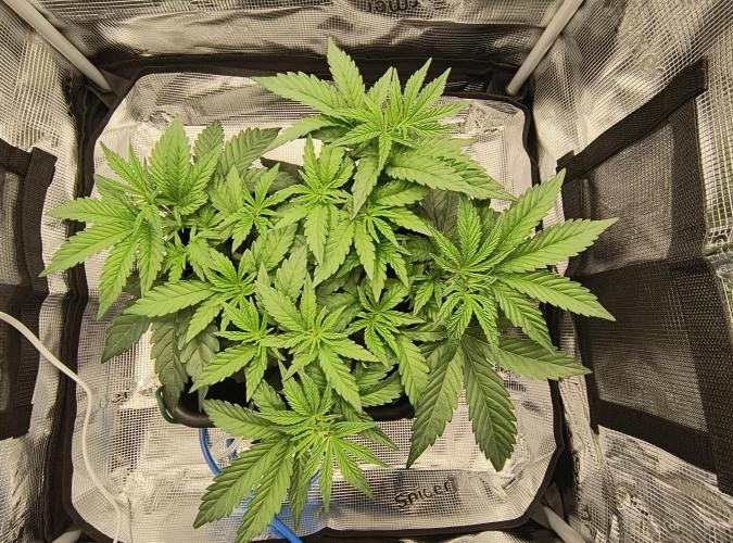 Cookie Casket (Doja-Barney's collab). Week 5