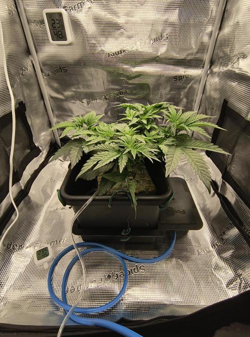 Grow Tent 2'x2' (70x70x160cm). Week 5