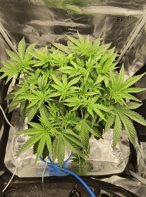 Cookie Casket (Doja-Barney's collab). Week 6