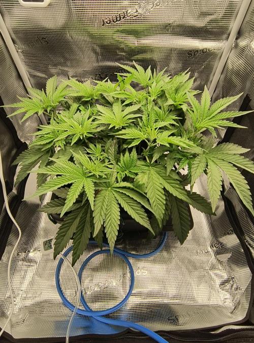 Grow Tent 2'x2' (70x70x160cm). Week 6