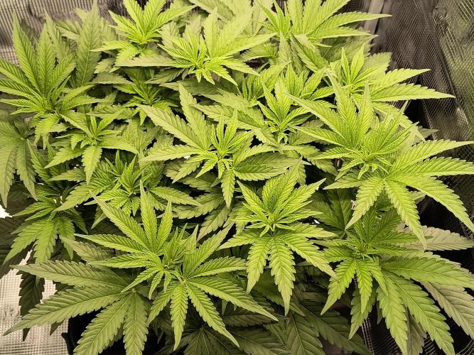Cookie Casket (Doja-Barney's collab). Week 7