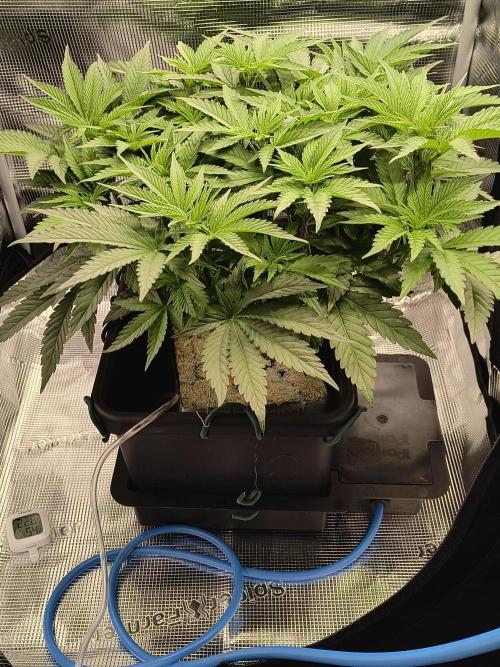 Cookie Casket (Doja-Barney's collab). Week 7