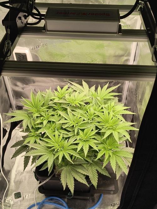 Cookie Casket (Doja-Barney's collab). Week 7