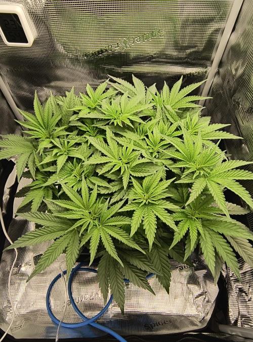 Grow Tent 2'x2' (70x70x160cm). Week 7