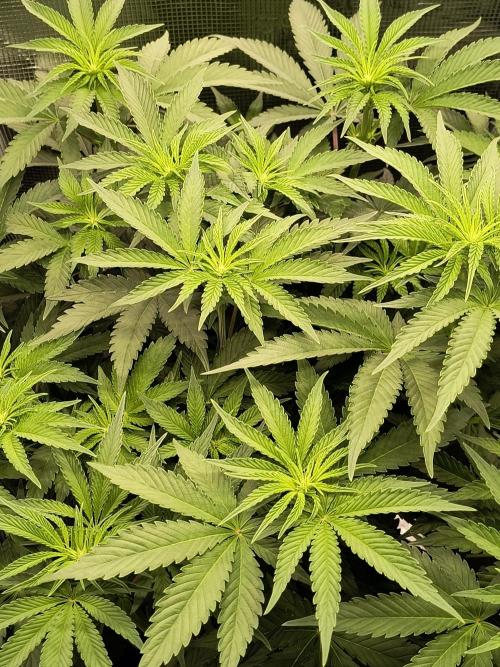 Grow Tent 2'x2' (70x70x160cm). Week 8