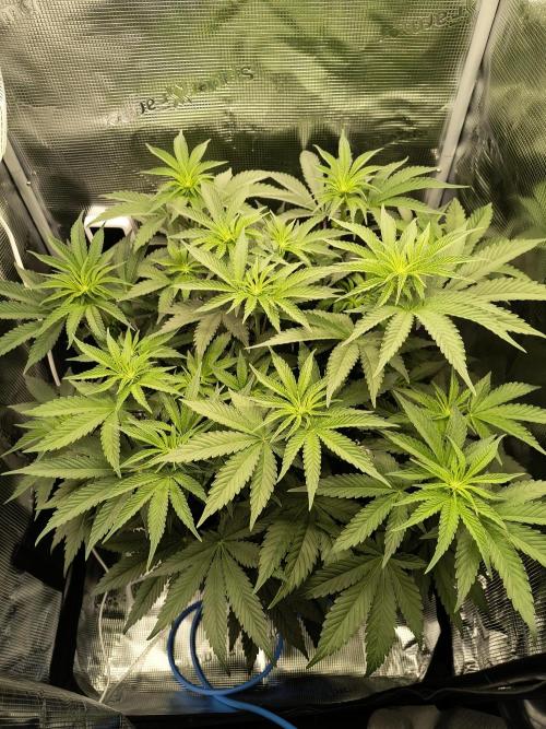 Cookie Casket (Doja-Barney's collab). Week 8