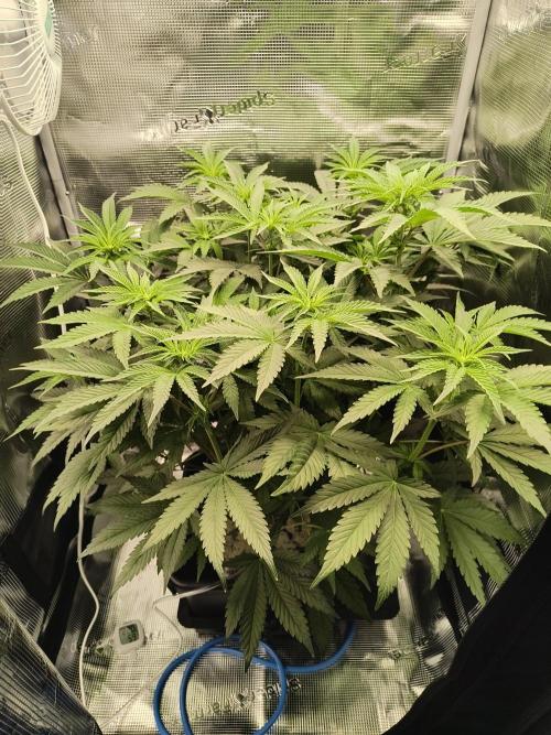Cookie Casket (Doja-Barney's collab). Week 8