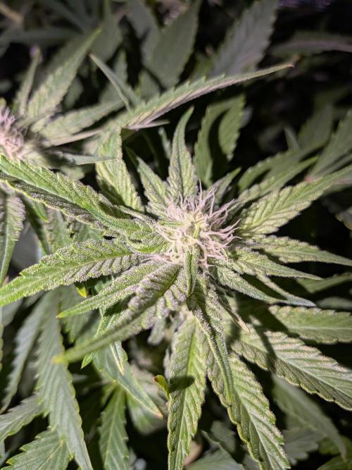 Cookie Casket (Doja-Barney's collab). Week 9