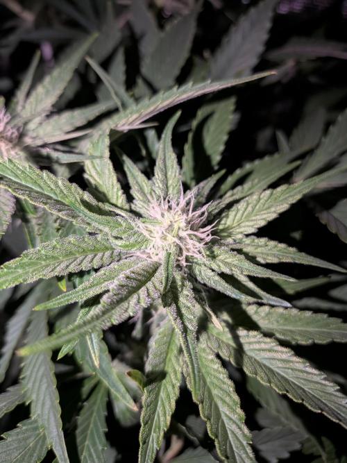 Cookie Casket (Doja-Barney's collab). Week 9