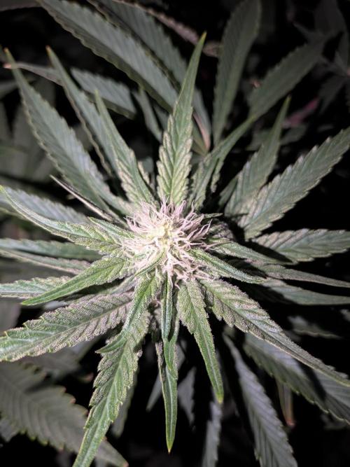 Cookie Casket (Doja-Barney's collab). Week 9