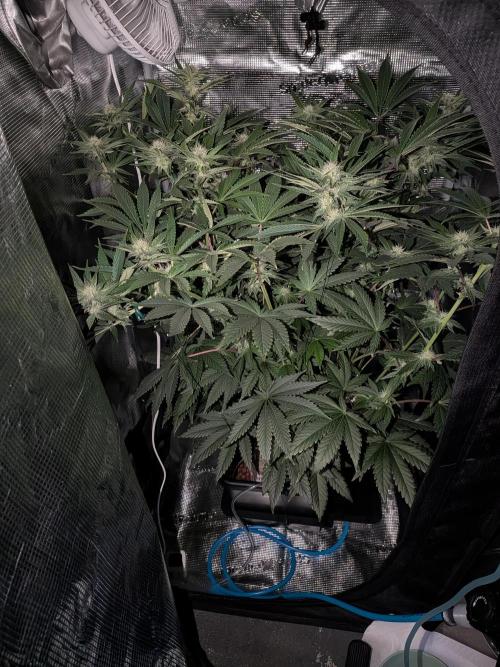 Cookie Casket (Doja-Barney's collab). Week 9