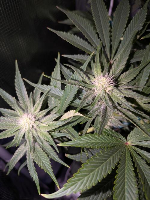 Cookie Casket (Doja-Barney's collab). Week 9