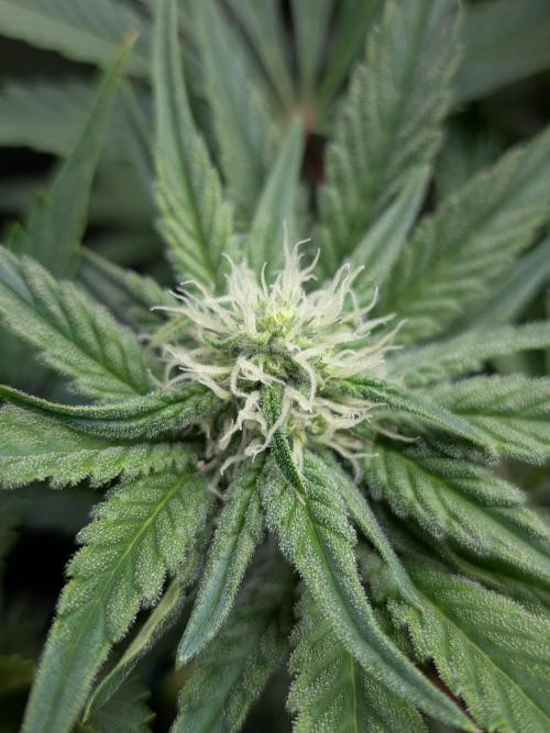 Cookie Casket (Doja-Barney's collab). Week 9