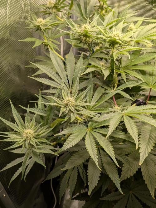 Cookie Casket (Doja-Barney's collab). Week 9