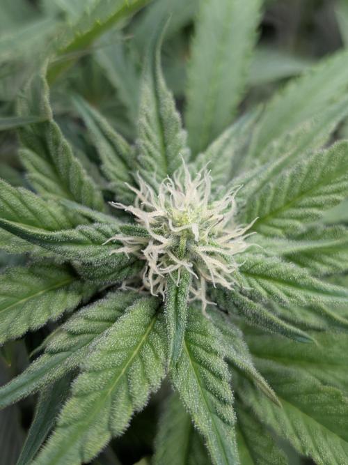 Cookie Casket (Doja-Barney's collab). Week 9