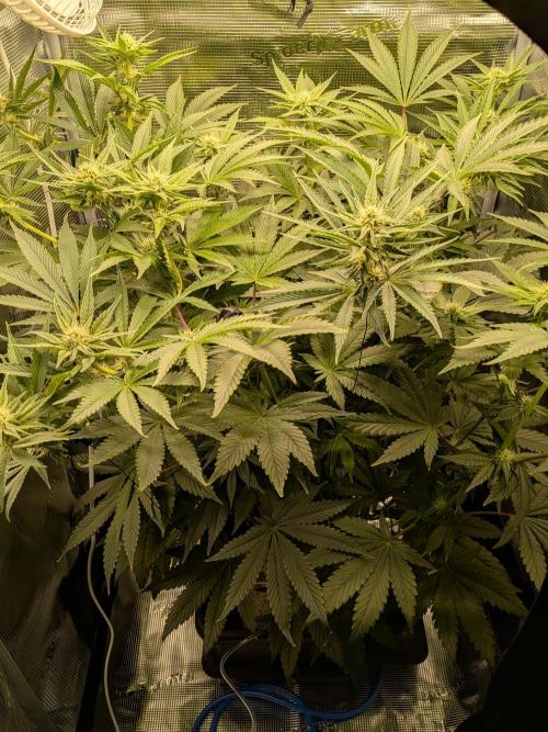 Cookie Casket (Doja-Barney's collab). Week 9