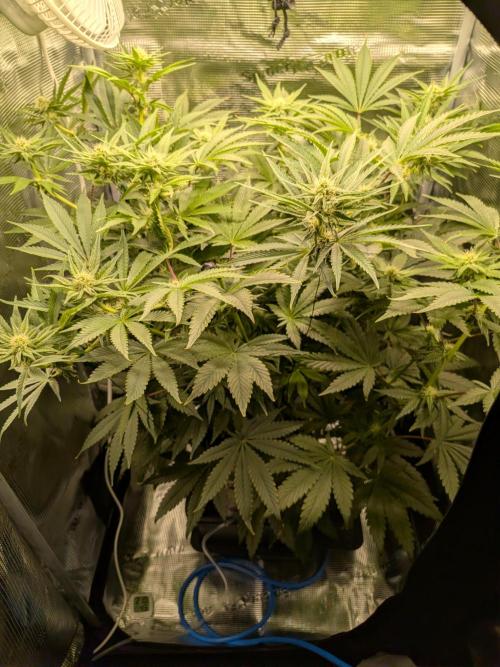 Grow Tent 2'x2' (70x70x160cm). Week 9