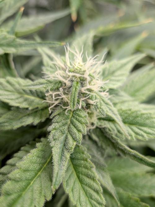 Cookie Casket (Doja-Barney's collab). Week 10