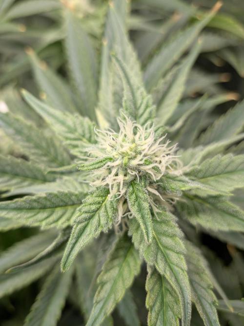 Cookie Casket (Doja-Barney's collab). Week 10