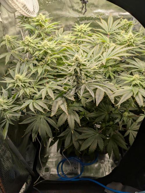 Cookie Casket (Doja-Barney's collab). Week 10