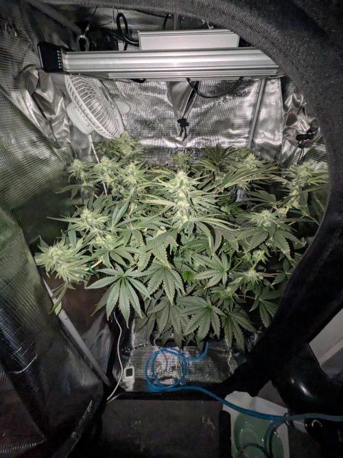 Grow Tent 2'x2' (70x70x160cm). Week 10