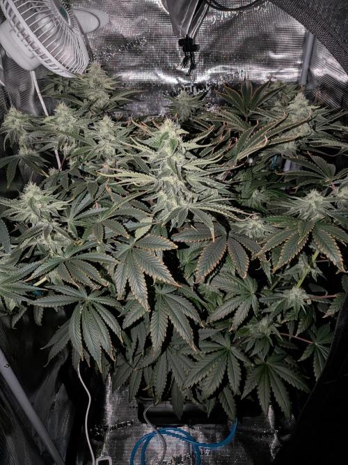 Cookie Casket (Doja-Barney's collab). Week 11