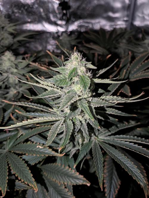 Cookie Casket (Doja-Barney's collab). Week 11