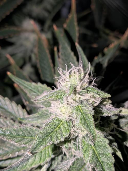 Cookie Casket (Doja-Barney's collab). Week 11