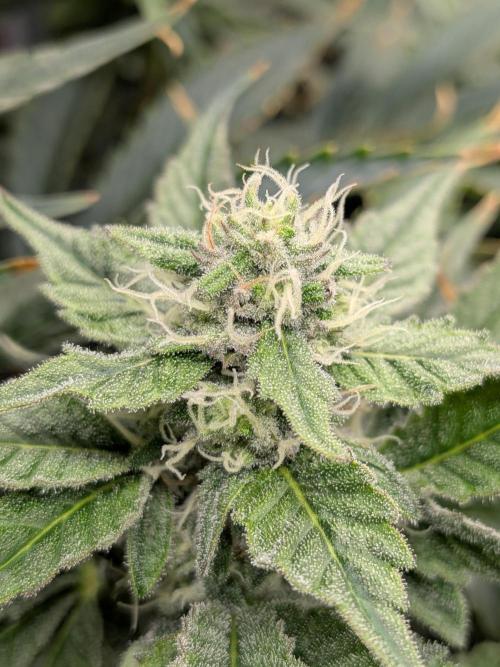 Cookie Casket (Doja-Barney's collab). Week 11