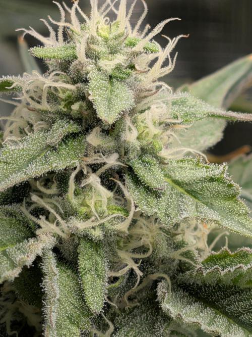 Cookie Casket (Doja-Barney's collab). Week 11