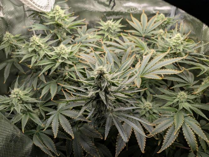 Grow Tent 2'x2' (70x70x160cm). Week 11