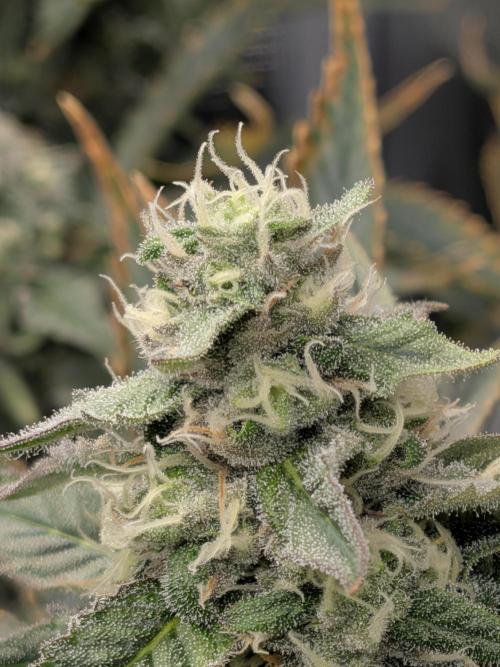 Cookie Casket (Doja-Barney's collab). Week 11